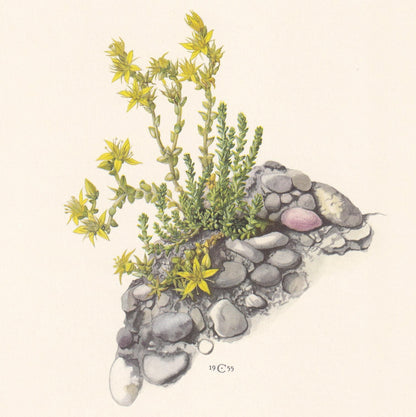 1960 COMMON STONECROP Flower Print - Botanical Print - Botanical Illustration - Plant Wall Art - Vintage Plant Print - 7.5 x 