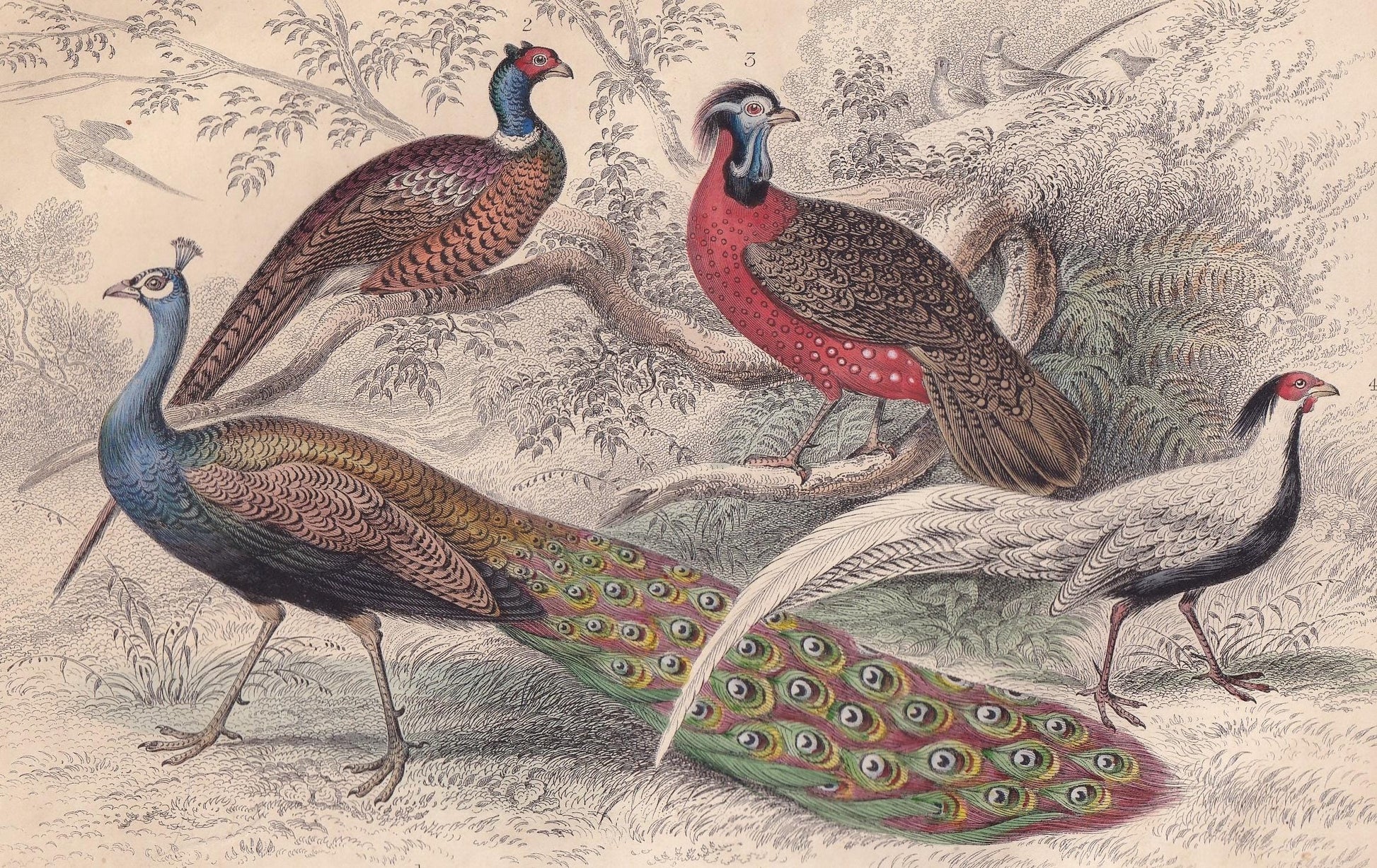 1859 PEACOCK & PHEASANT Print - Original Hand-Coloured Engraving - Bird Wall Art - Antique Bird Print - Bird Decor - 9.5 x 6.