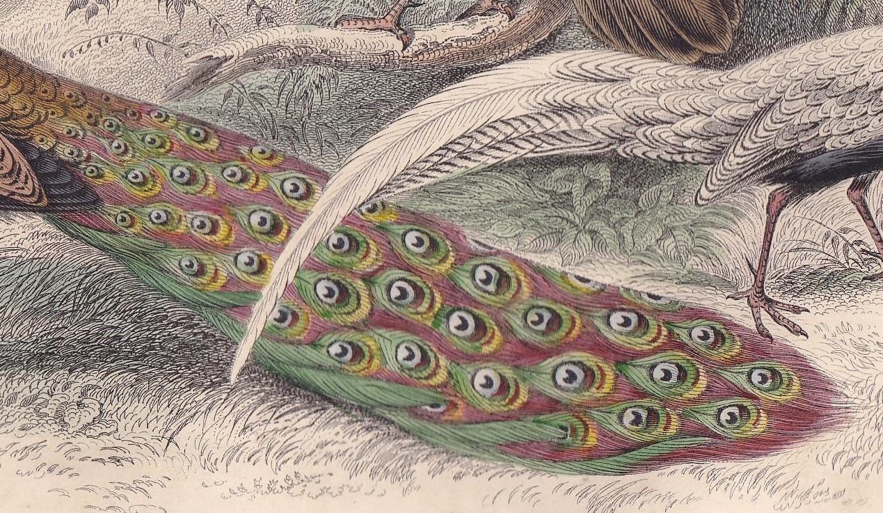 1859 PEACOCK & PHEASANT Print - Original Hand-Coloured Engraving - Bird Wall Art - Antique Bird Print - Bird Decor - 9.5 x 6.