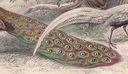1859 PEACOCK & PHEASANT Print - Original Hand-Coloured Engraving - Bird Wall Art - Antique Bird Print - Bird Decor - 9.5 x 6.