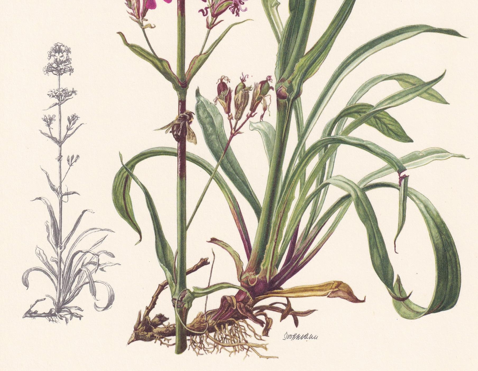 1960 STICKY CATCHFLY Flower Print - Botanical Print - Botanical Illustration - Plant Wall Art - Vintage Plant Print - 7.5 x 1