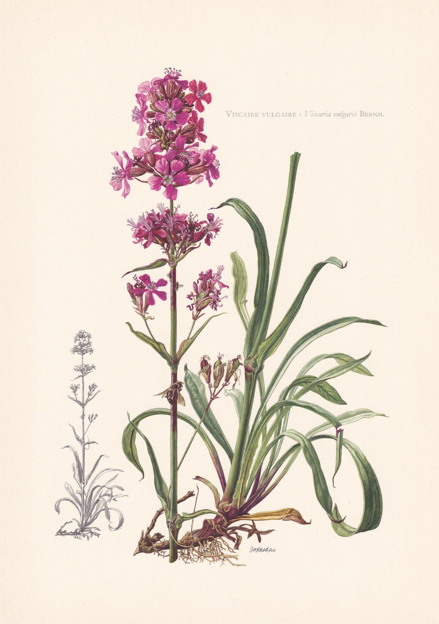 1960 STICKY CATCHFLY Flower Print - Botanical Print - Botanical Illustration - Plant Wall Art - Vintage Plant Print - 7.5 x 1