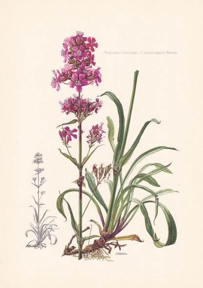 1960 STICKY CATCHFLY Flower Print - Botanical Print - Botanical Illustration - Plant Wall Art - Vintage Plant Print - 7.5 x 1