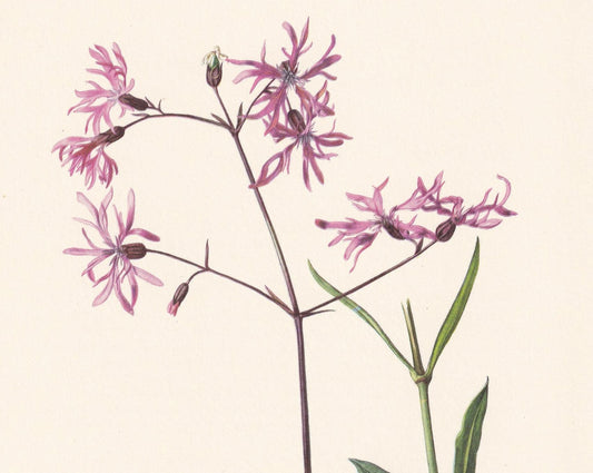 1960 RAGGED ROBIN Flower Print - Botanical Print - Botanical Illustration - Plant Wall Art - Vintage Plant Print - 7.5 x 10.6