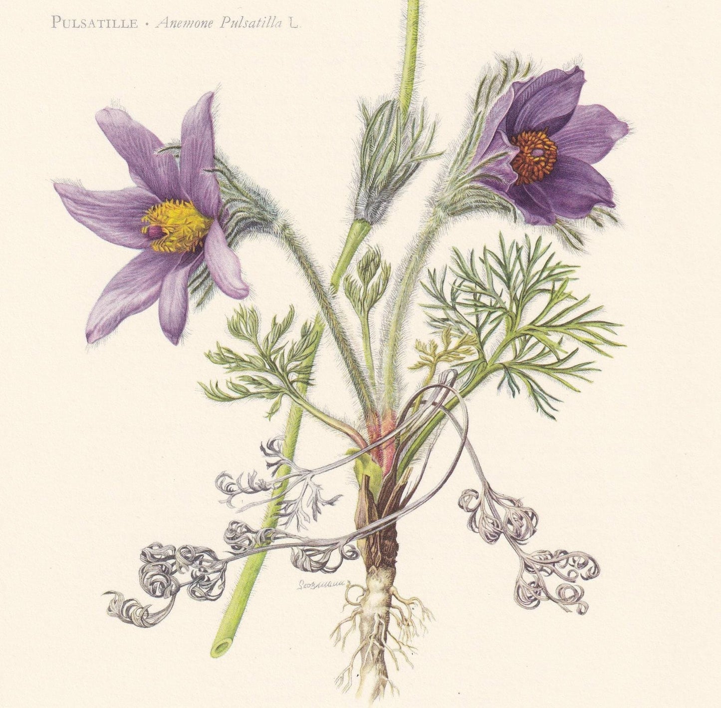 1960 PASQUEFLOWER Flower Print - Botanical Print - Botanical Illustration - Plant Wall Art - Vintage Plant Print - 7.5 x 10.6