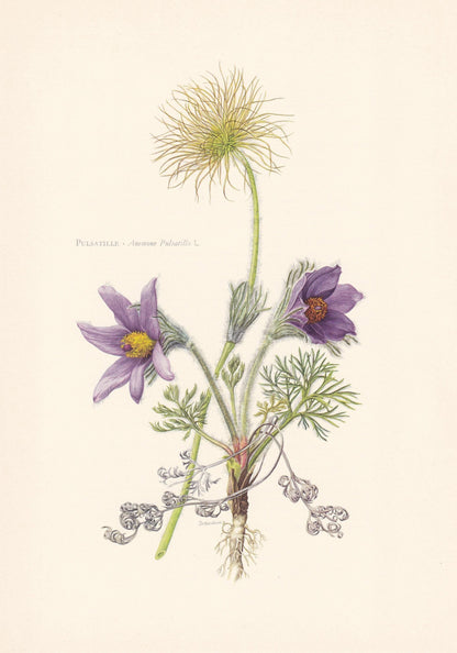 1960 PASQUEFLOWER Flower Print - Botanical Print - Botanical Illustration - Plant Wall Art - Vintage Plant Print - 7.5 x 10.6