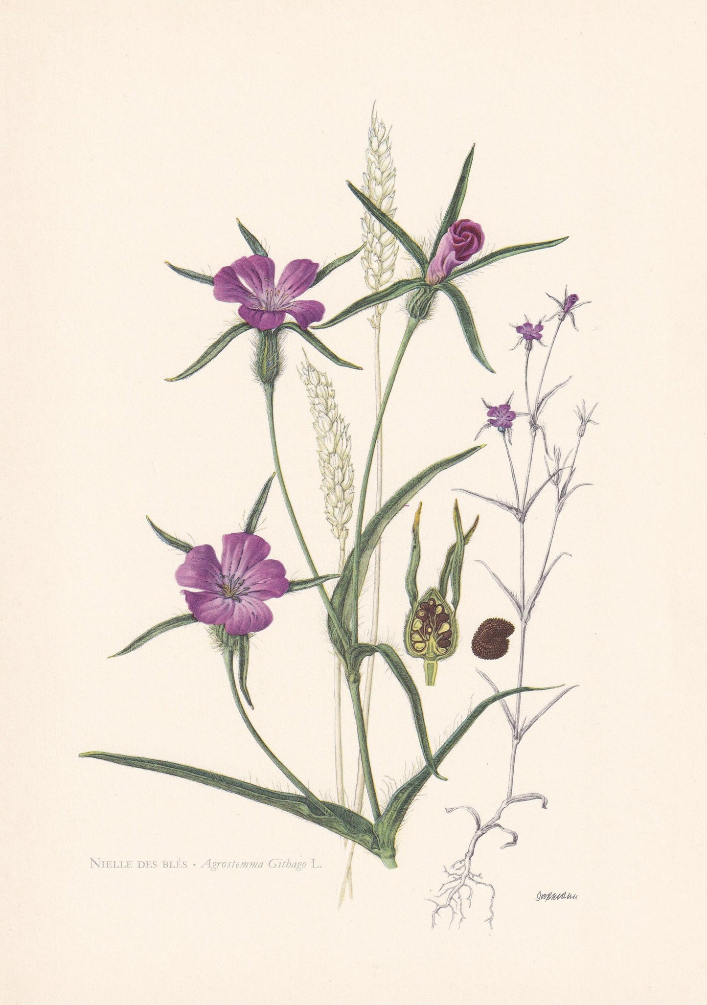 1960 CORN COCKLE Flower Print - Botanical Print - Botanical Illustration - Plant Wall Art - Vintage Plant Print - 7.5 x 10.6 