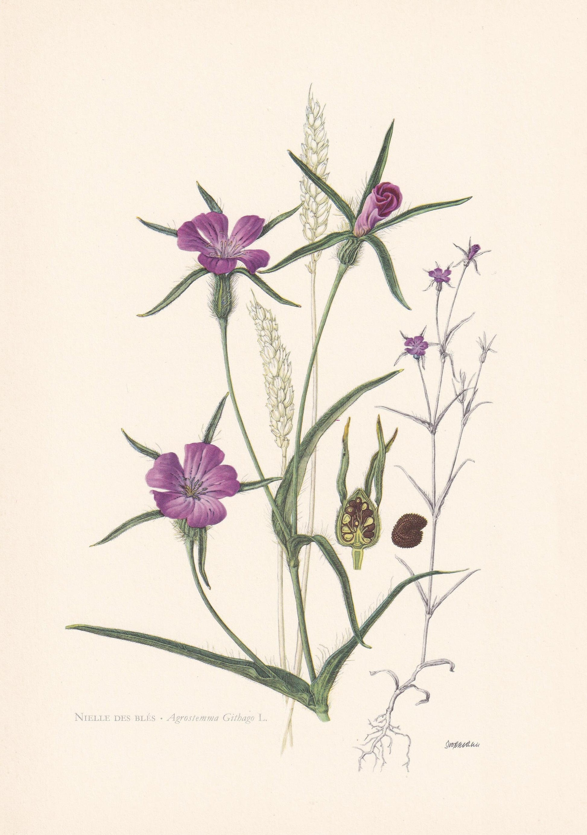 1960 CORN COCKLE Flower Print - Botanical Print - Botanical Illustration - Plant Wall Art - Vintage Plant Print - 7.5 x 10.6 