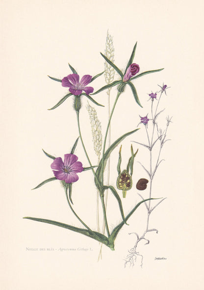 1960 CORN COCKLE Flower Print - Botanical Print - Botanical Illustration - Plant Wall Art - Vintage Plant Print - 7.5 x 10.6 