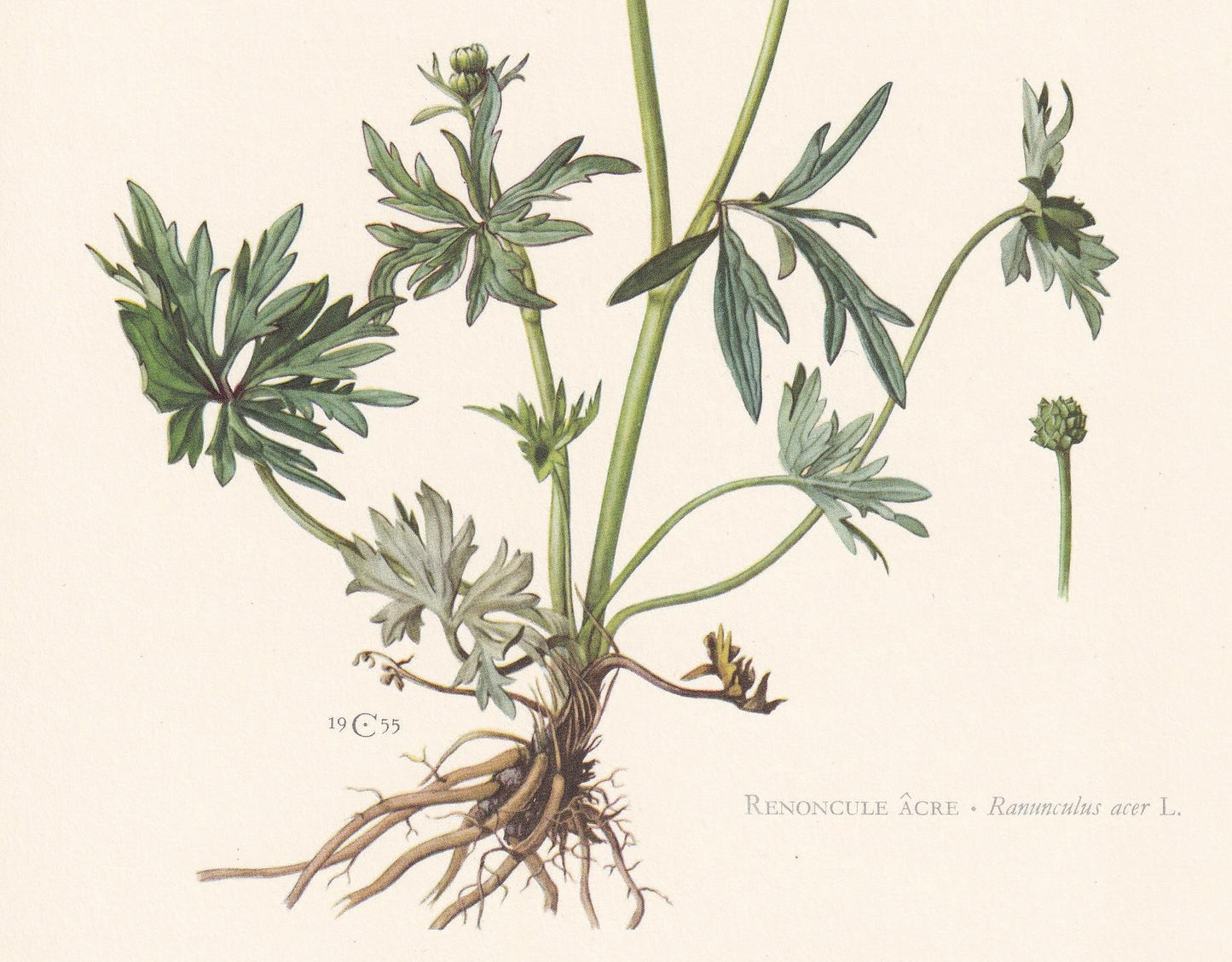 1960 MEADOW BUTTERCUP Flower Print - Botanical Print - Botanical Illustration - Plant Wall Art - Vintage Plant Print - 7.5 x 