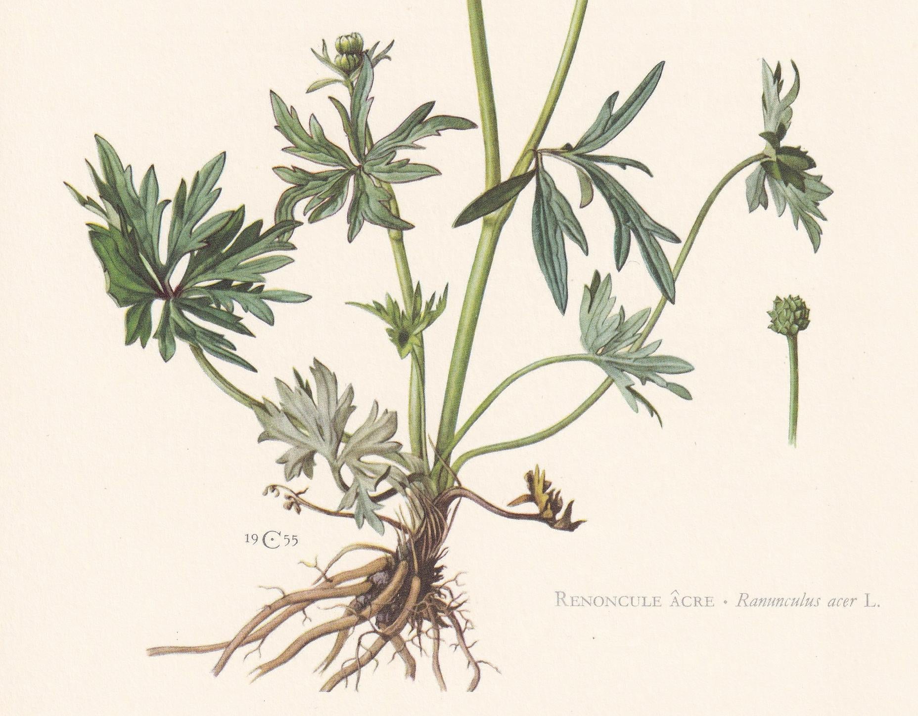 1960 MEADOW BUTTERCUP Flower Print - Botanical Print - Botanical Illustration - Plant Wall Art - Vintage Plant Print - 7.5 x 