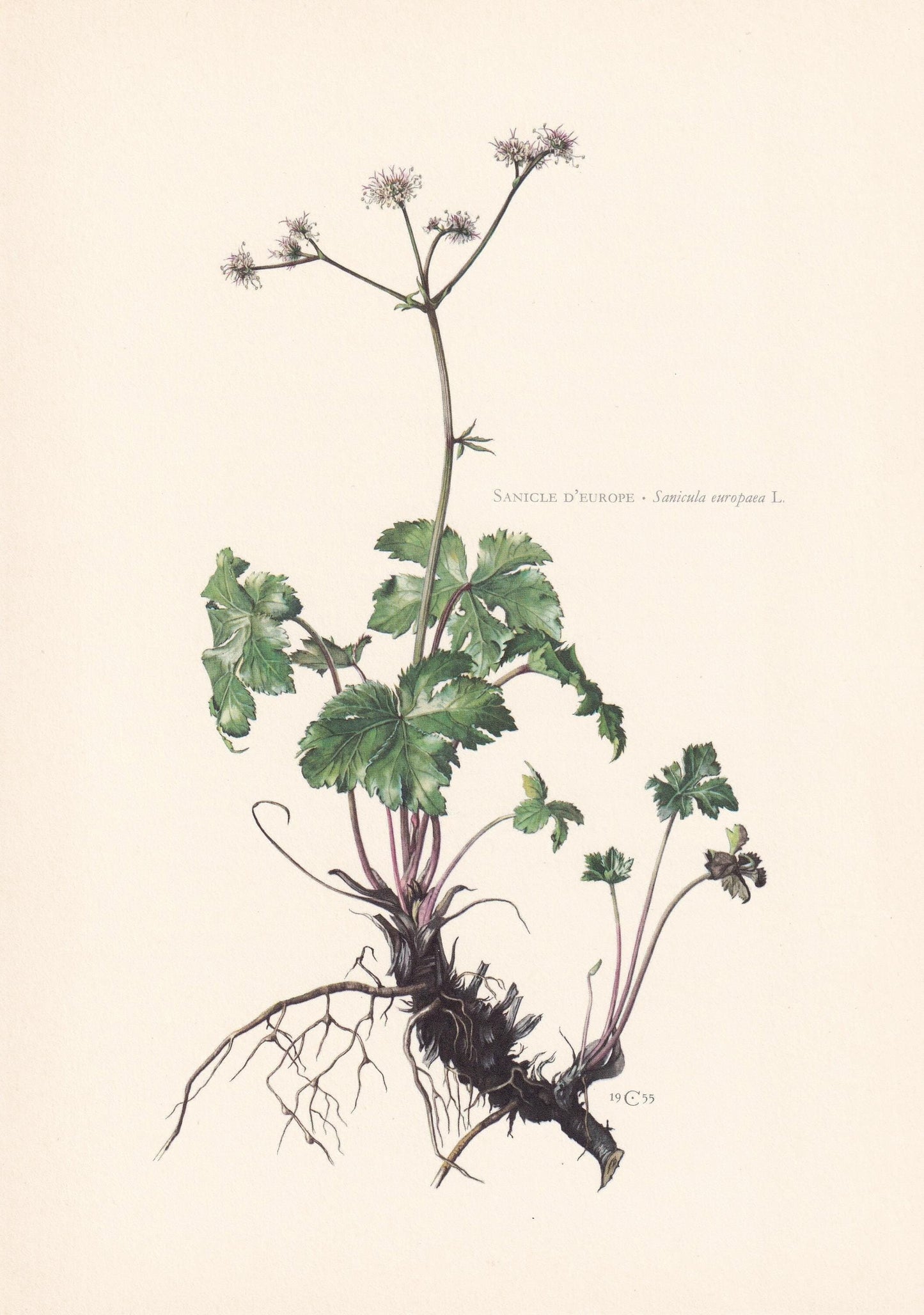 1960 WOOD SANICLE Flower Print - Botanical Print - Botanical Illustration - Plant Wall Art - Vintage Plant Print - 7.5 x 10.6