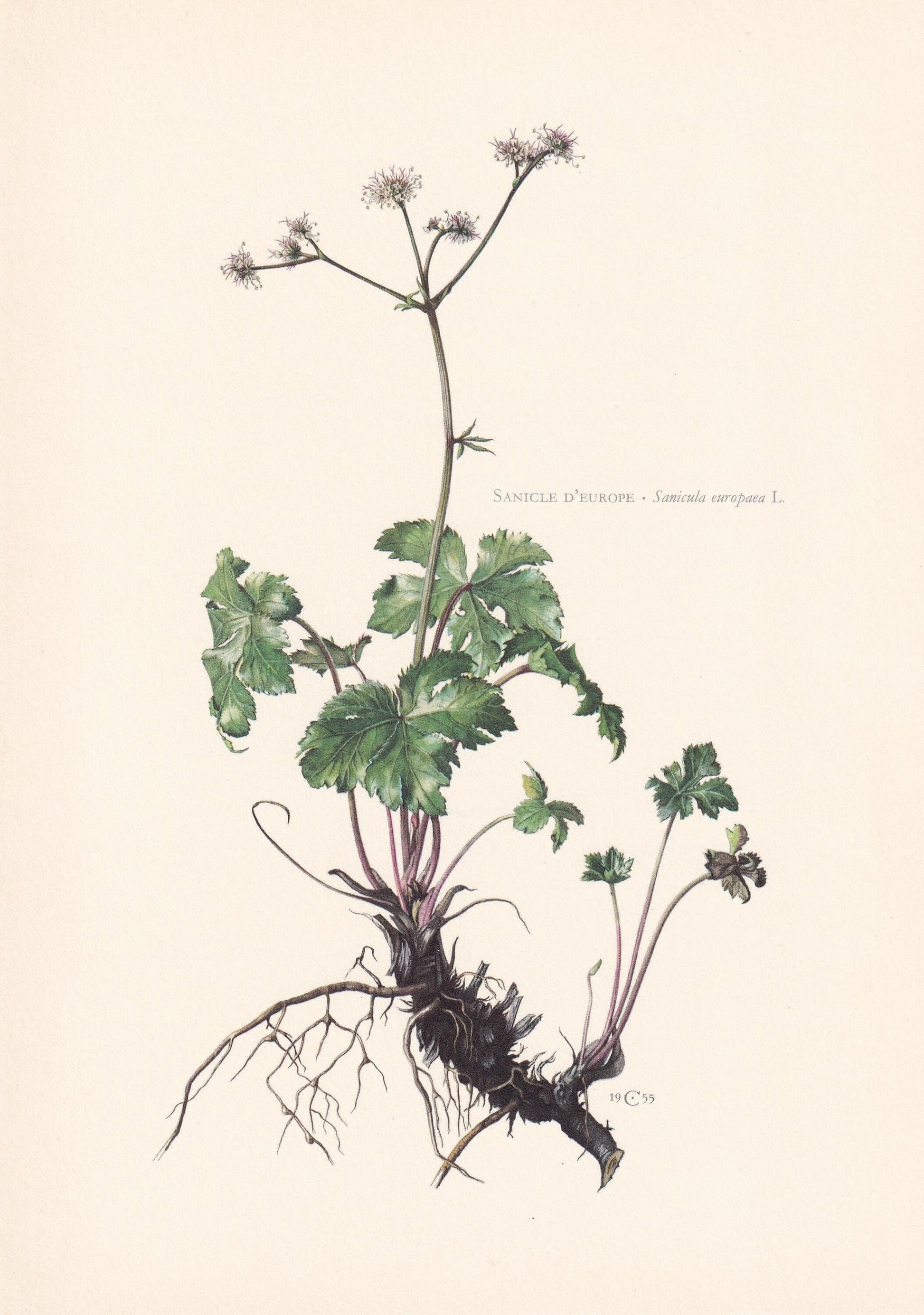 1960 WOOD SANICLE Flower Print - Botanical Print - Botanical Illustration - Plant Wall Art - Vintage Plant Print - 7.5 x 10.6