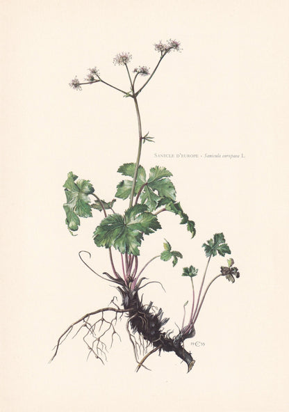 1960 WOOD SANICLE Flower Print - Botanical Print - Botanical Illustration - Plant Wall Art - Vintage Plant Print - 7.5 x 10.6