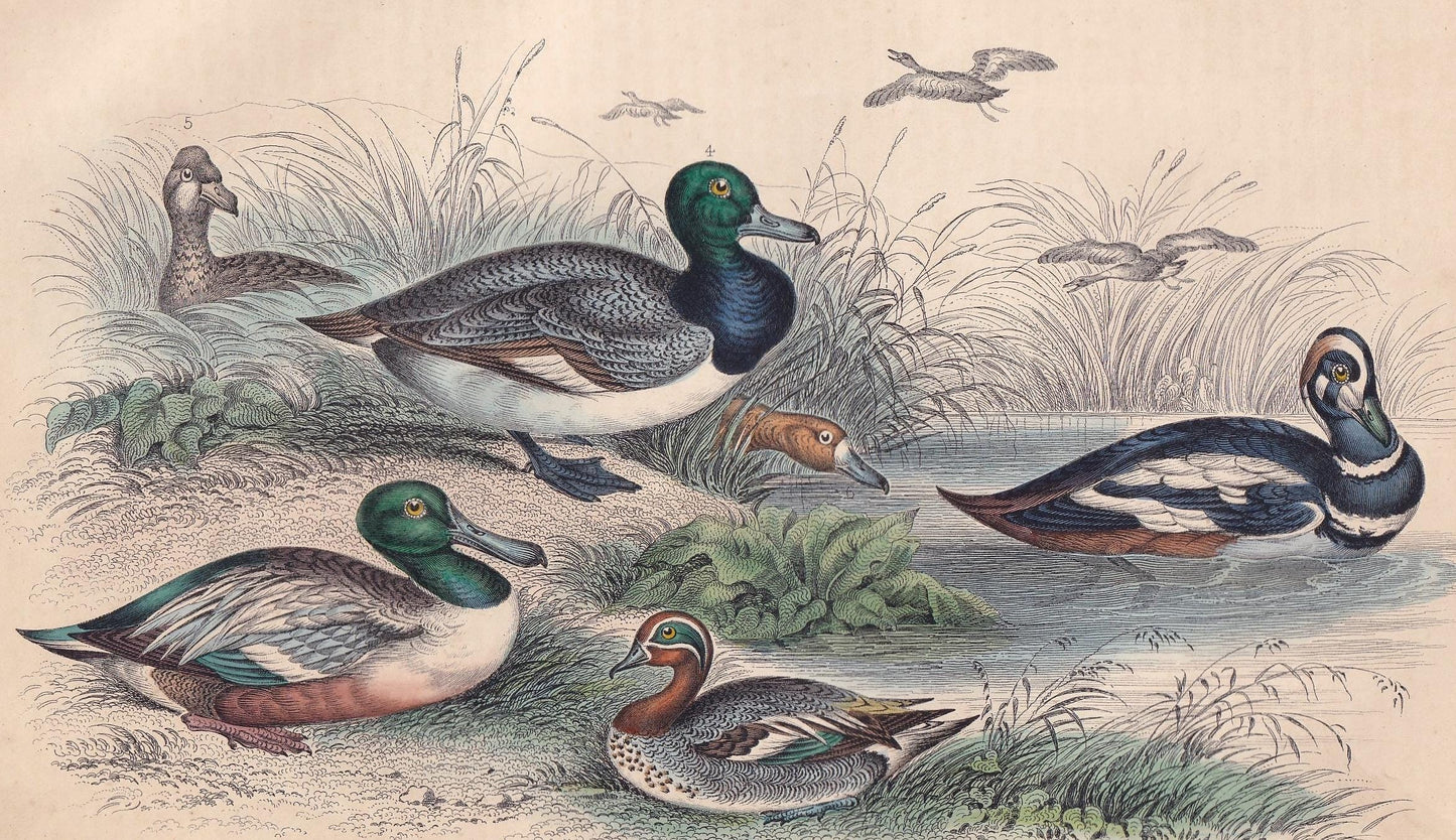 1859 DUCK, TEAL, & POCHARD Bird Print - Hand-Coloured Engraving - Bird Wall Art - Antique Bird Decor - 9.5 x 6.5 Inches