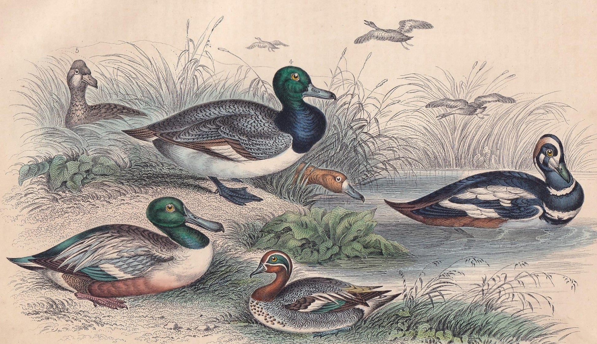 1859 DUCK, TEAL, & POCHARD Bird Print - Hand-Coloured Engraving - Bird Wall Art - Antique Bird Decor - 9.5 x 6.5 Inches