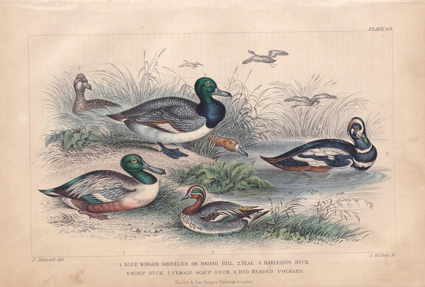 1859 DUCK, TEAL, & POCHARD Bird Print - Hand-Coloured Engraving - Bird Wall Art - Antique Bird Decor - 9.5 x 6.5 Inches