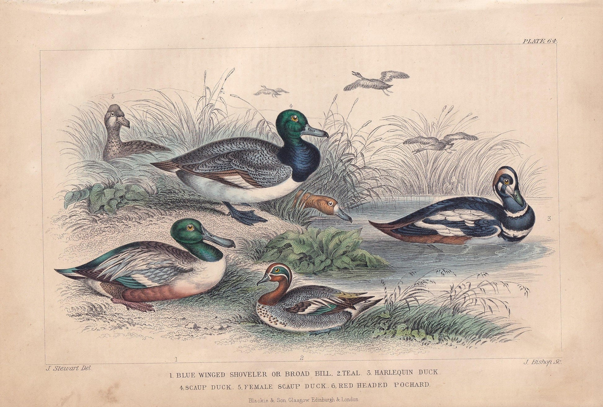 1859 DUCK, TEAL, & POCHARD Bird Print - Hand-Coloured Engraving - Bird Wall Art - Antique Bird Decor - 9.5 x 6.5 Inches