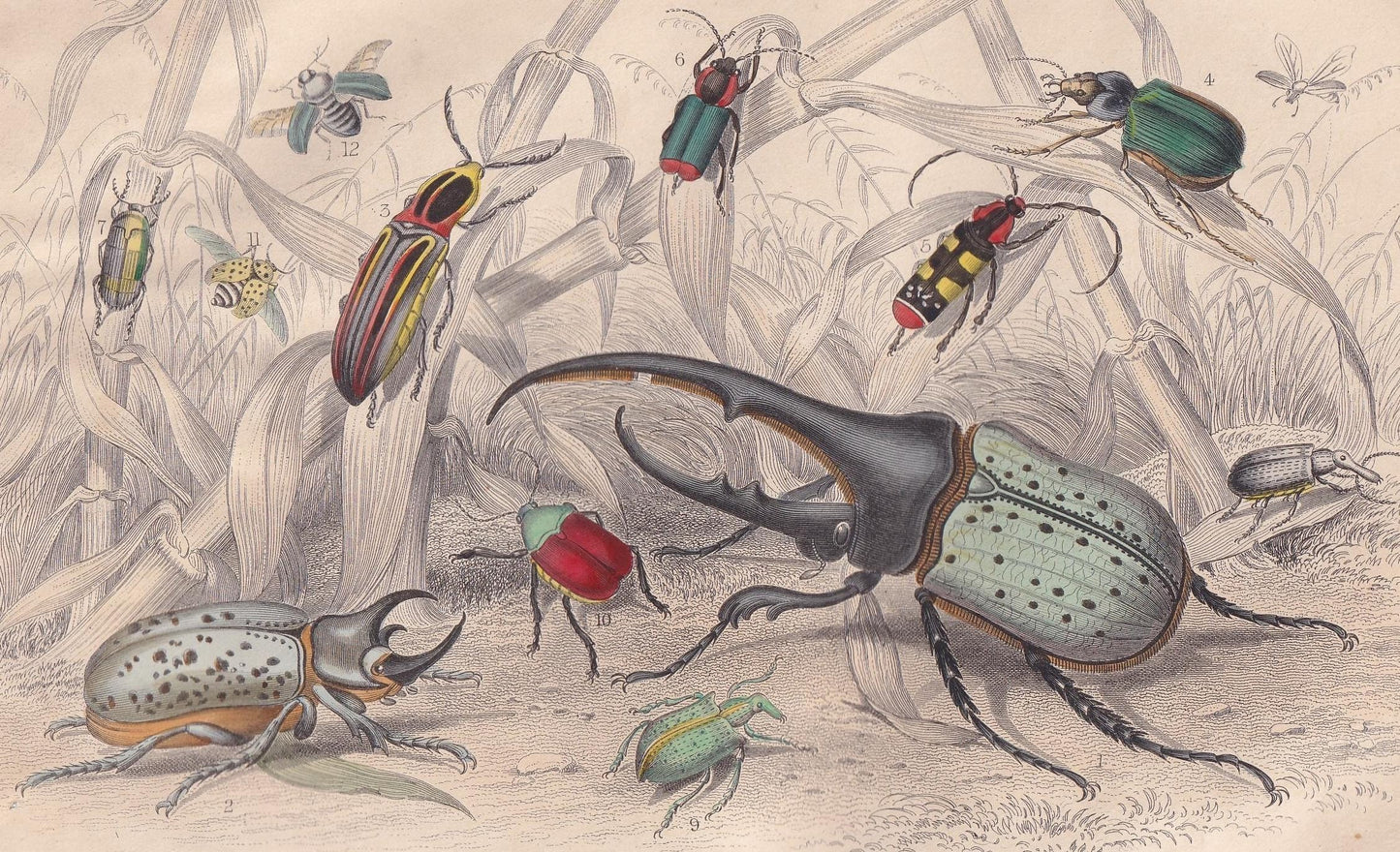 1859 BEETLES Print - Hercules, Scarab, Click, Capricorn - Hand-Coloured Engraving - Beetle Wall Art - Beetle Decor - 9.5 x 6.