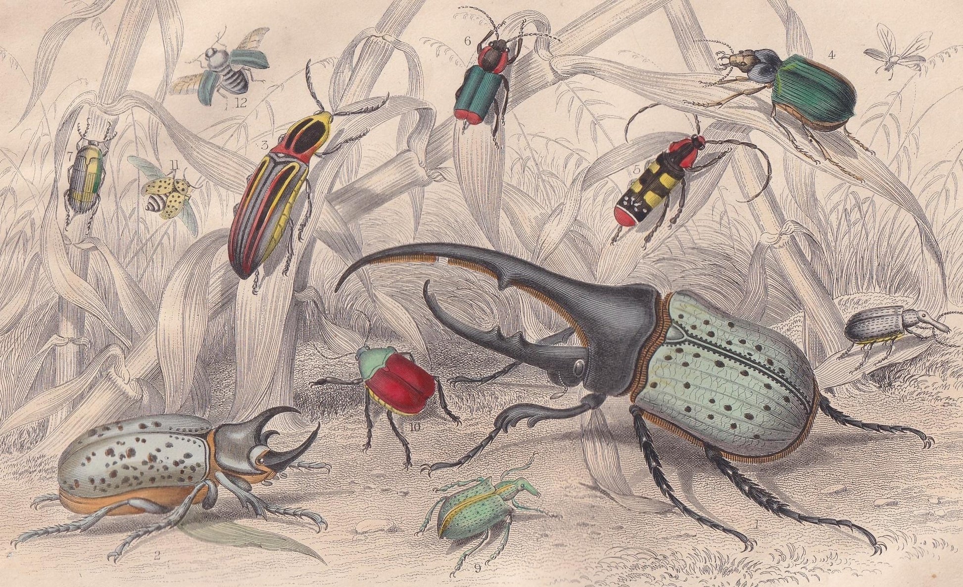 1859 BEETLES Print - Hercules, Scarab, Click, Capricorn - Hand-Coloured Engraving - Beetle Wall Art - Beetle Decor - 9.5 x 6.