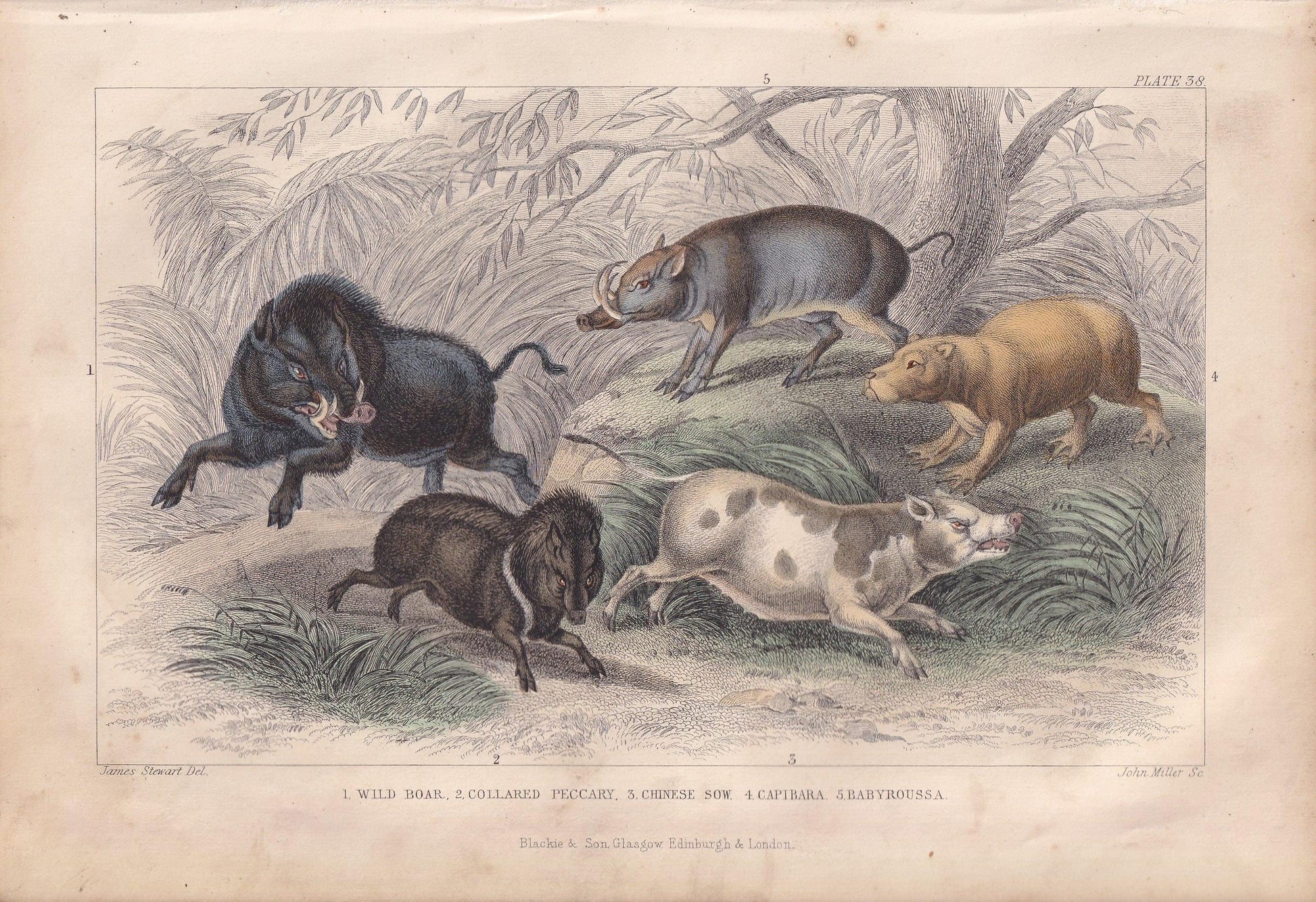 1859 BOAR, CAPYBARA, & BABIRUSA Print - Hand-Coloured Engraving - Pig Wall Art - Antique Pig Decor - 9.5 x 6.5 Inches