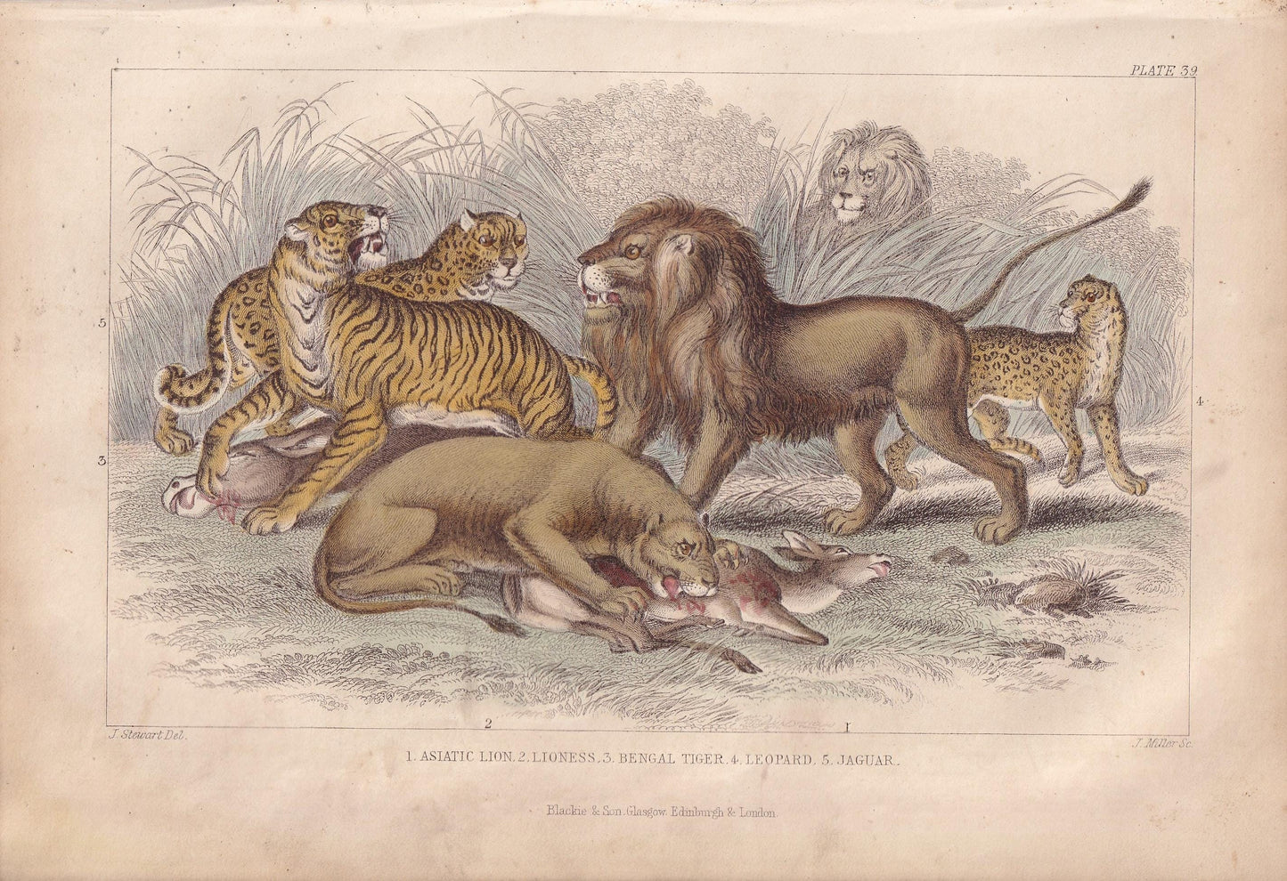 1859 LION, TIGER, LEOPARD, & Jaguar Print - Hand-Coloured Engraving - Big Cat Wall Art - Antique Safari Decor - 9.5 x 6.5 Inches