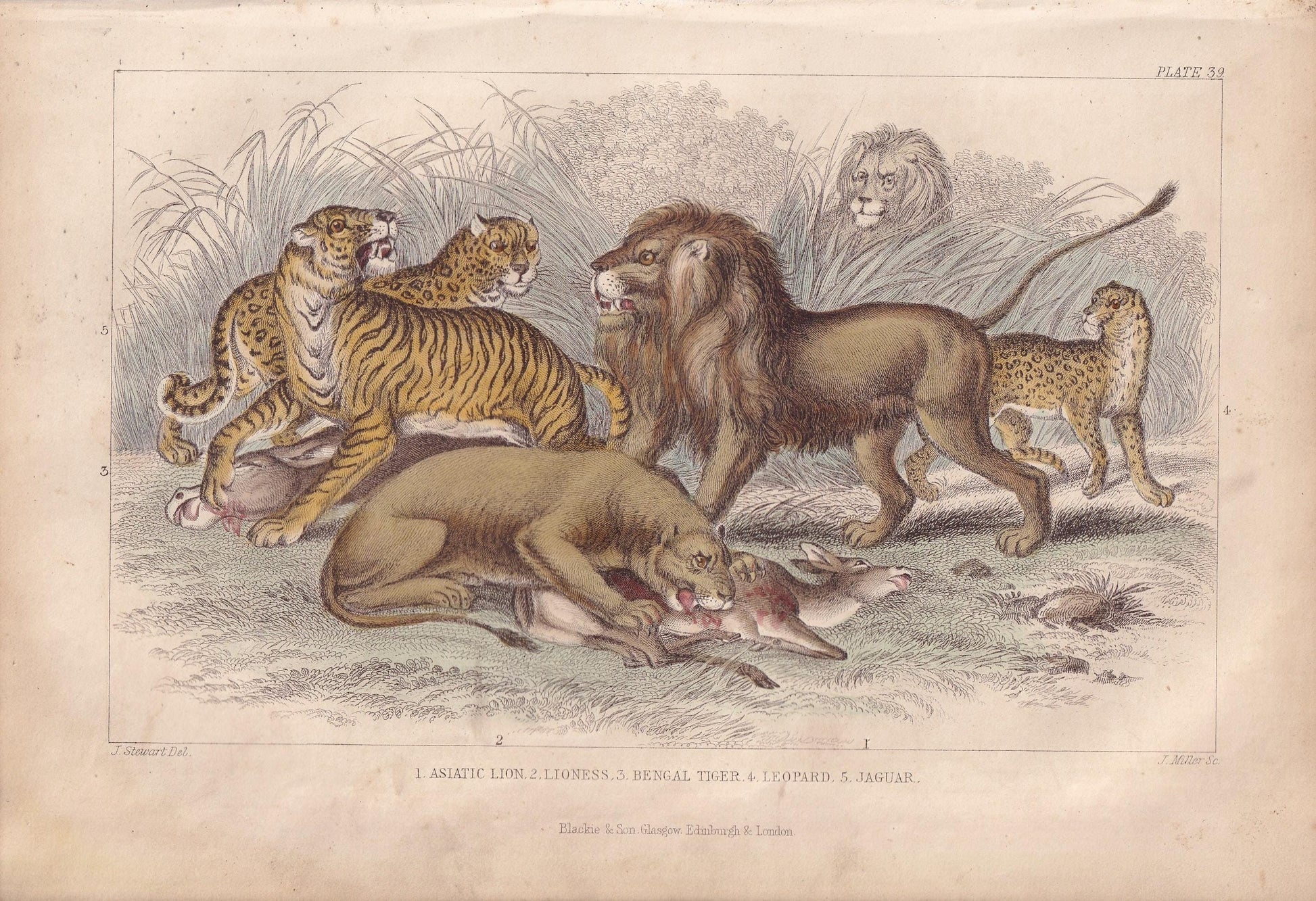 1859 LION, TIGER, LEOPARD, & Jaguar Print - Hand-Coloured Engraving - Big Cat Wall Art - Antique Safari Decor - 9.5 x 6.5 Inches