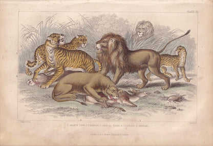 1859 LION, TIGER, LEOPARD, & Jaguar Print - Hand-Coloured Engraving - Big Cat Wall Art - Antique Safari Decor - 9.5 x 6.5 Inches