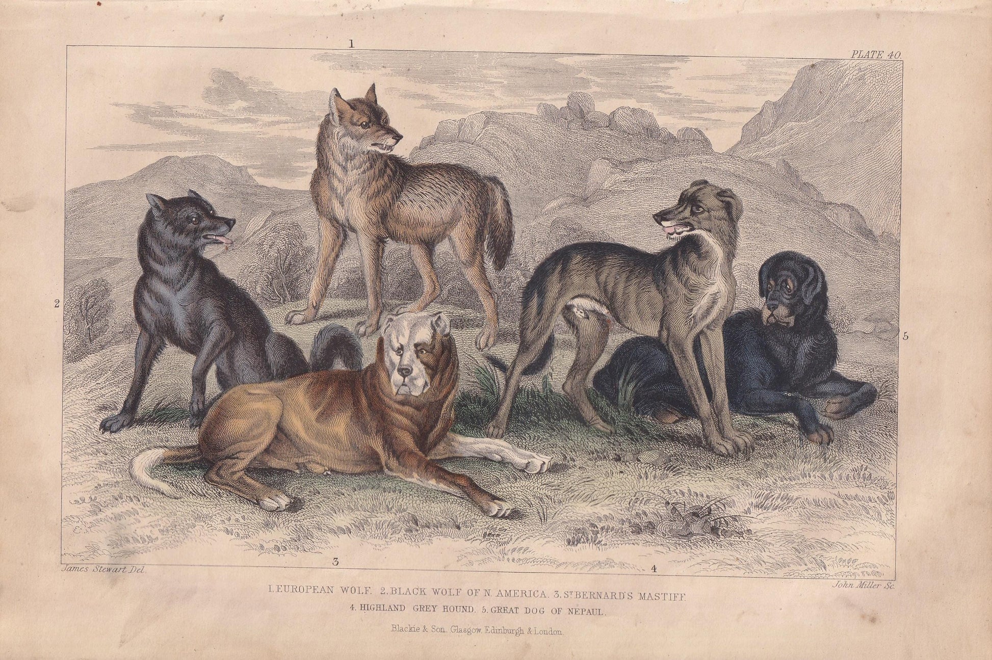 1859 WOLF, MASTIFF, & HOUND Print - Hand-Coloured Engraving - Dog Wall Art - Antique Wolf Decor - 9.5 x 6.5 Inches