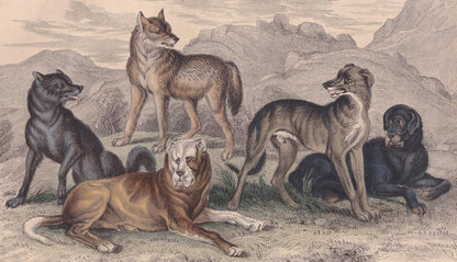 1859 WOLF, MASTIFF, & HOUND Print - Hand-Coloured Engraving - Dog Wall Art - Antique Wolf Decor - 9.5 x 6.5 Inches
