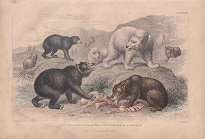 1859 BEAR & POLAR BEAR Print - Hand-Coloured Engraving - Bear Wall Art - Antique Bear Decor - 9.5 x 6.5 Inches