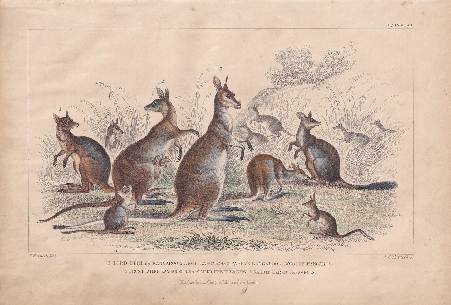 1859 KANGAROO Print - Hand-Coloured Engraving - Kangaroo Wall Art - Antique Kangaroo Decor - 9.5 x 6.5 Inches