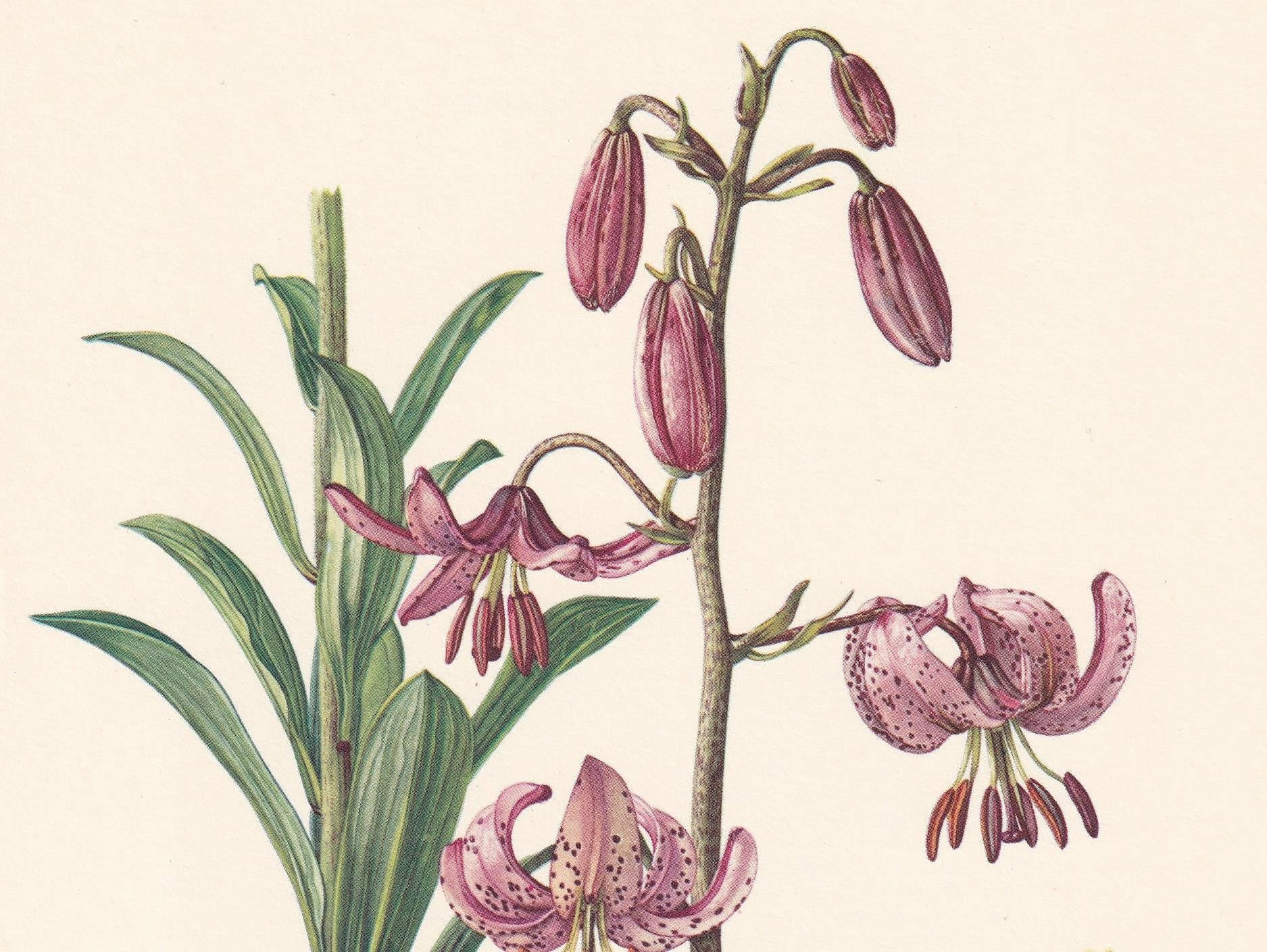 1960 MARTAGON'S LILY Flower Print - Botanical Print - Botanical Illustration - Plant Wall Art - Vintage Plant Print - 7.5 x 1