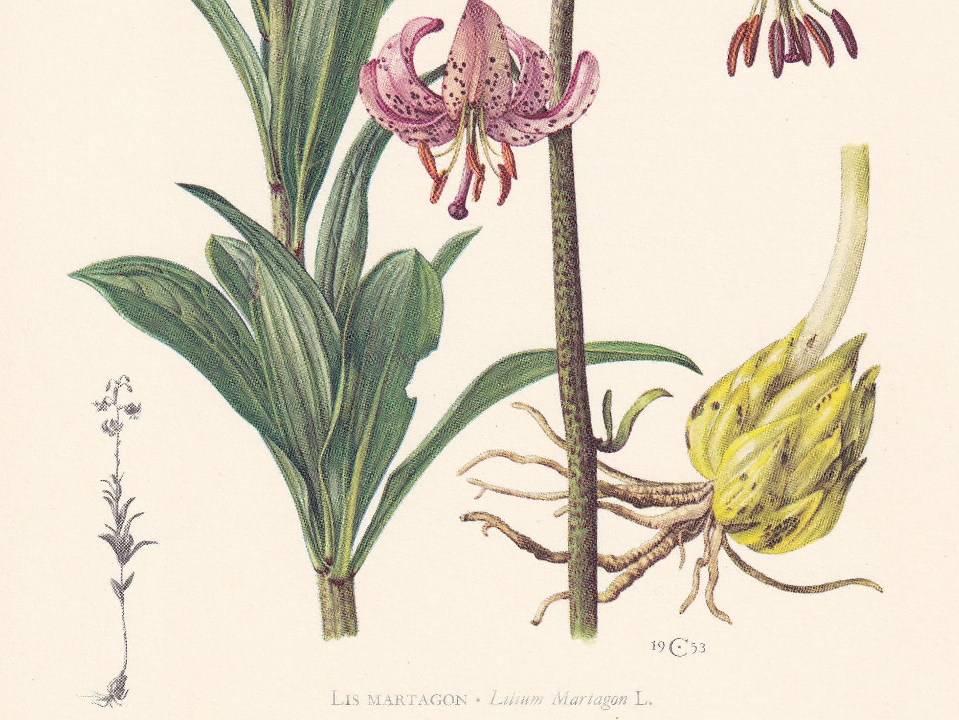 1960 MARTAGON'S LILY Flower Print - Botanical Print - Botanical Illustration - Plant Wall Art - Vintage Plant Print - 7.5 x 1