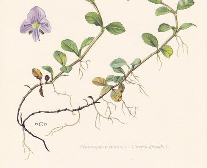 1960 HEATH SPEEDWELL Flower Print - Botanical Print - Botanical Illustration - Plant Wall Art - Vintage Plant Print - 7.5 x 1