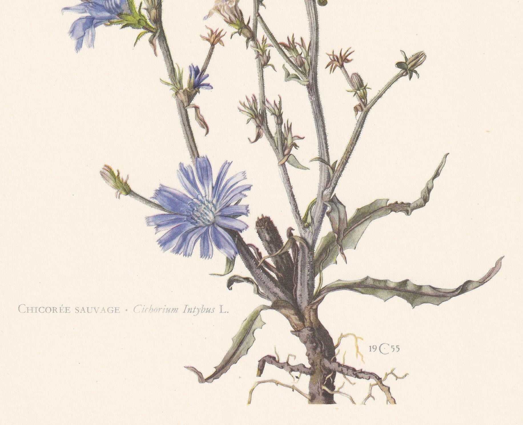 1960 CHICORY Flower Print - Botanical Print - Botanical Illustration - Plant Wall Art - Vintage Plant Print - 7.5 x 10.6 Inch