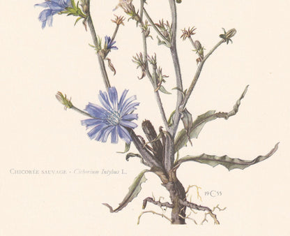 1960 CHICORY Flower Print - Botanical Print - Botanical Illustration - Plant Wall Art - Vintage Plant Print - 7.5 x 10.6 Inch