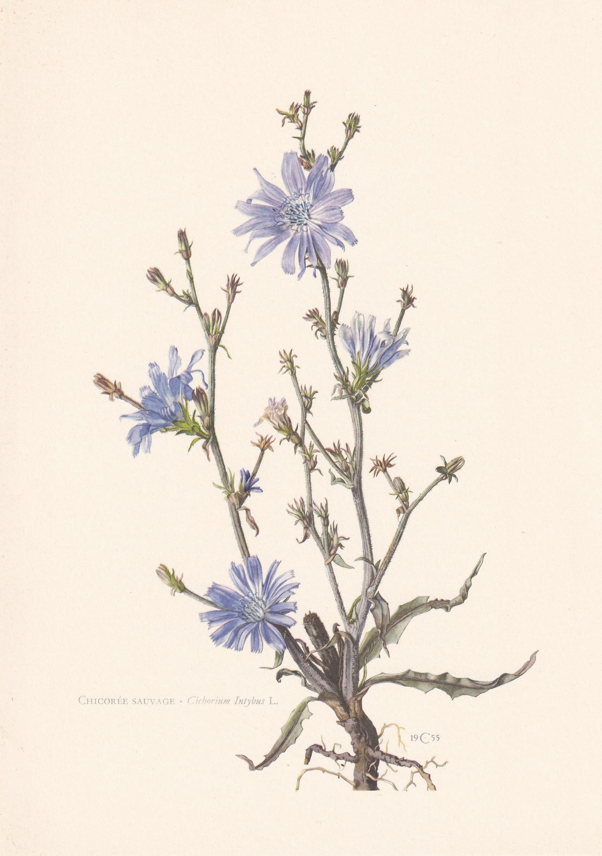 1960 CHICORY Flower Print - Botanical Print - Botanical Illustration - Plant Wall Art - Vintage Plant Print - 7.5 x 10.6 Inch