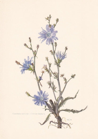 1960 CHICORY Flower Print - Botanical Print - Botanical Illustration - Plant Wall Art - Vintage Plant Print - 7.5 x 10.6 Inch