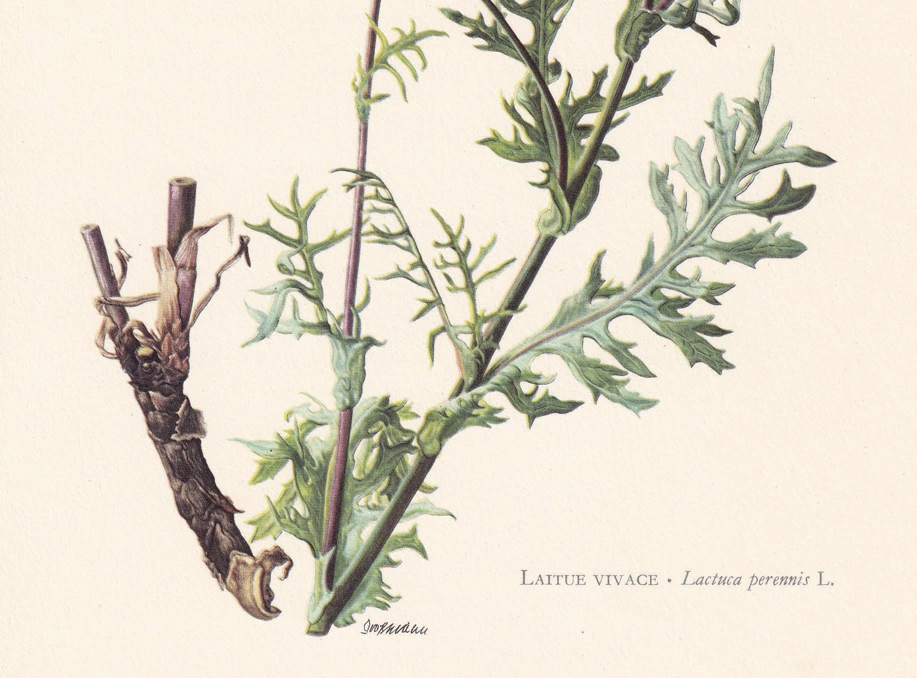 1960 MOUNTAIN LETTUCE Flower Print - Botanical Print - Botanical Illustration - Plant Wall Art - Vintage Plant Print - 7.5 x 