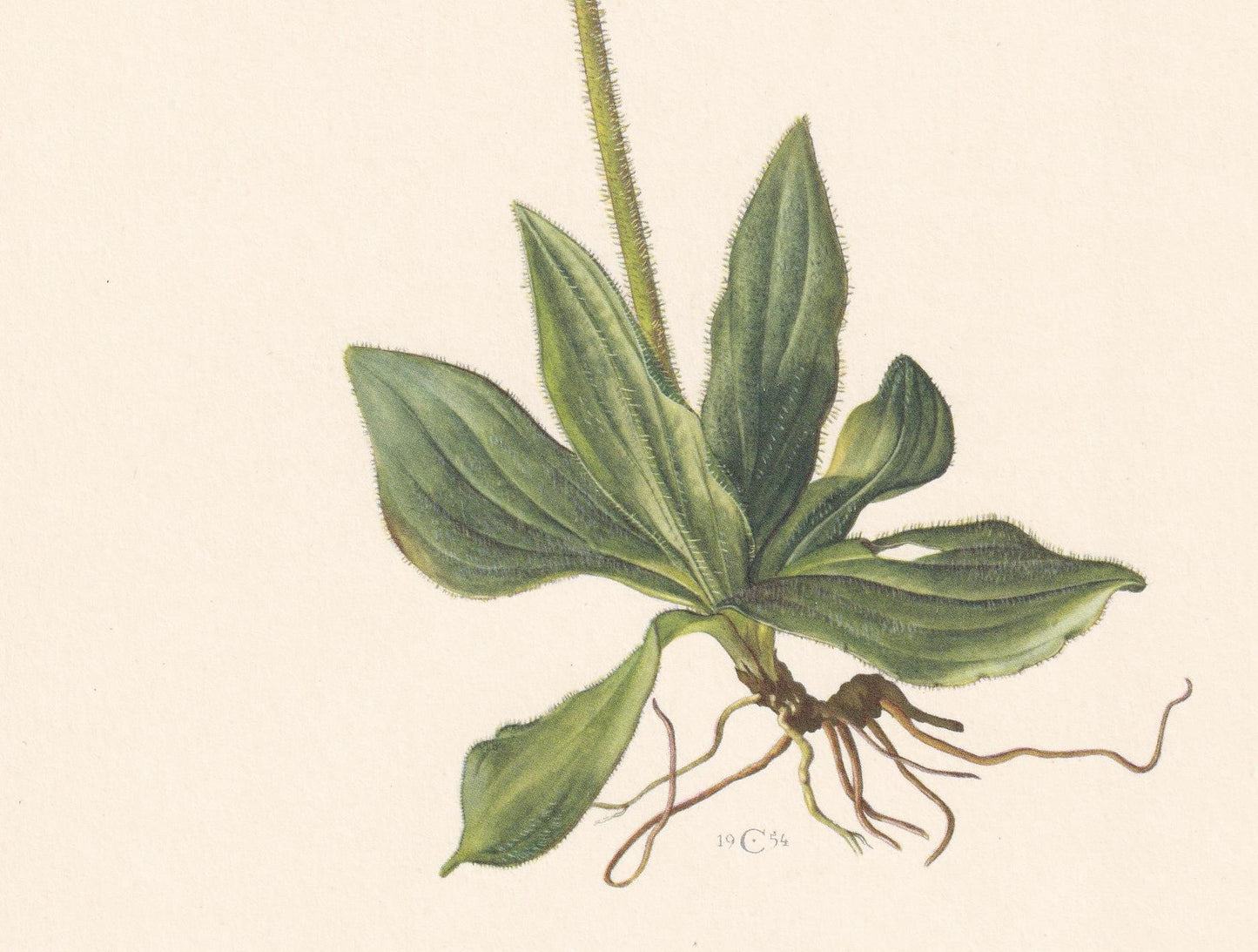 1960 MOUNTAIN ARNICA Flower Print - Botanical Print - Botanical Illustration - Plant Wall Art - Vintage Plant Print - 7.5 x 1