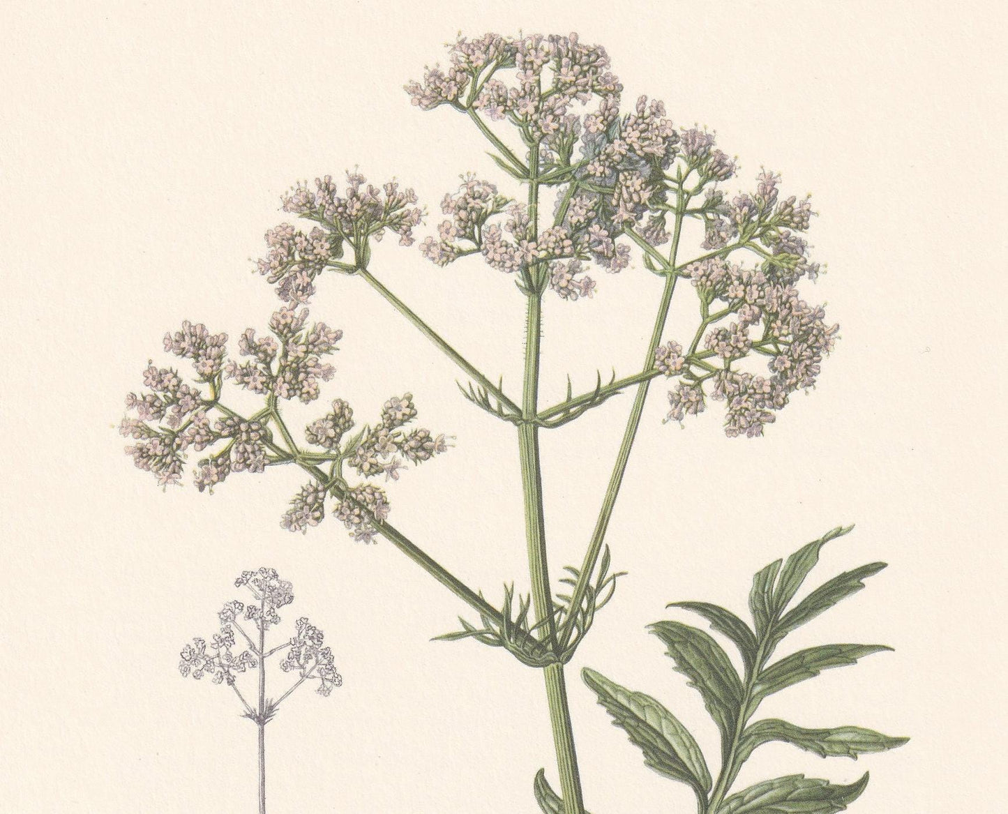 1960 VALERIAN Plant Print - Botanical Print - Botanical Illustration - Plant Wall Art - Vintage Plant Print - 7.5 x 10.6 Inch