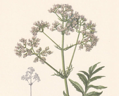 1960 VALERIAN Plant Print - Botanical Print - Botanical Illustration - Plant Wall Art - Vintage Plant Print - 7.5 x 10.6 Inch