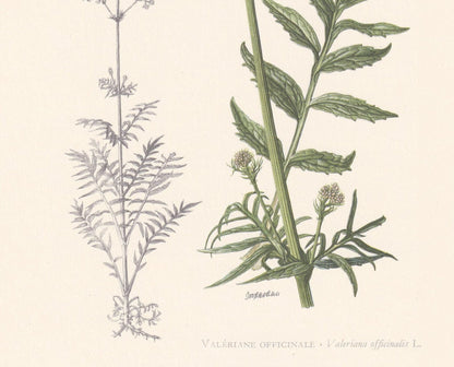 1960 VALERIAN Plant Print - Botanical Print - Botanical Illustration - Plant Wall Art - Vintage Plant Print - 7.5 x 10.6 Inch