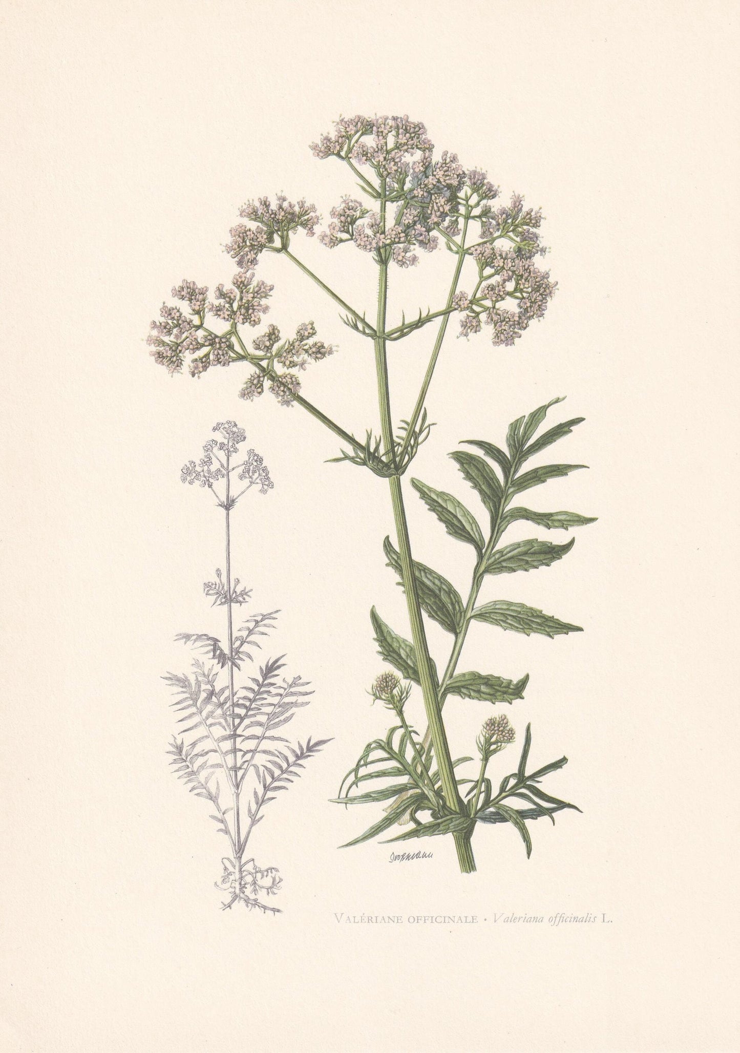 1960 VALERIAN Plant Print - Botanical Print - Botanical Illustration - Plant Wall Art - Vintage Plant Print - 7.5 x 10.6 Inch
