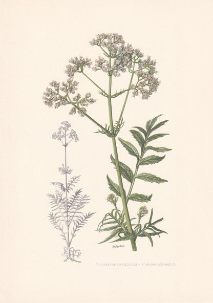 1960 VALERIAN Plant Print - Botanical Print - Botanical Illustration - Plant Wall Art - Vintage Plant Print - 7.5 x 10.6 Inch