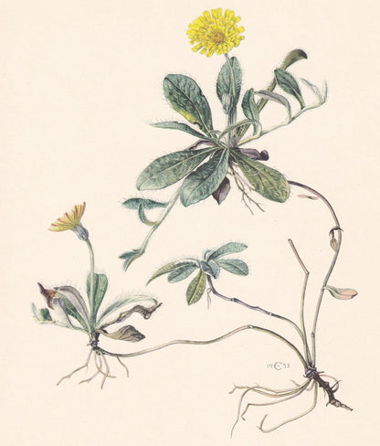 1960 HAWKWEED Flower Print - Botanical Print - Botanical Illustration - Plant Wall Art - Vintage Plant Print - 7.5 x 10.6 Inc