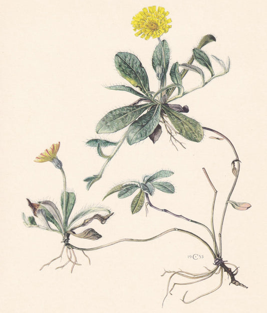1960 HAWKWEED Flower Print - Botanical Print - Botanical Illustration - Plant Wall Art - Vintage Plant Print - 7.5 x 10.6 Inc