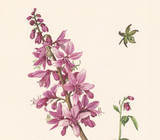 1960 GAS PLANT Flower Print - Botanical Print - Botanical Illustration - Plant Wall Art - Vintage Plant Print - 7.5 x 10.6 In