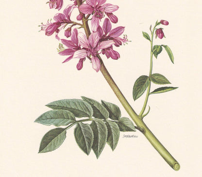 1960 GAS PLANT Flower Print - Botanical Print - Botanical Illustration - Plant Wall Art - Vintage Plant Print - 7.5 x 10.6 In